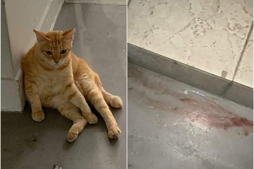 AVS probing 2 suspected cases of animal abuse; cat found dead in