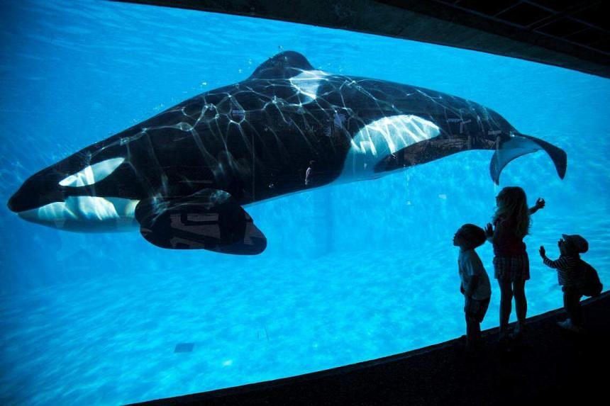 revenge-or-just-a-coincidence-orca-supervising-other-killer-whales-to-sink-yachts-off-gibraltar