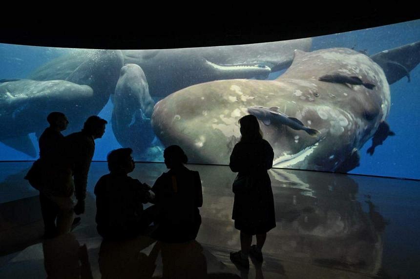 Go Diving With Giant Sperm Whales At New Immersive Nature Exhibition ...