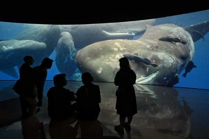 Go diving with giant sperm whales at new immersive nature exhibition Sensory Odyssey