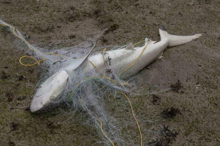Abandoned fishing net on Pulau Semakau kills 14 endangered blacktip reef  sharks