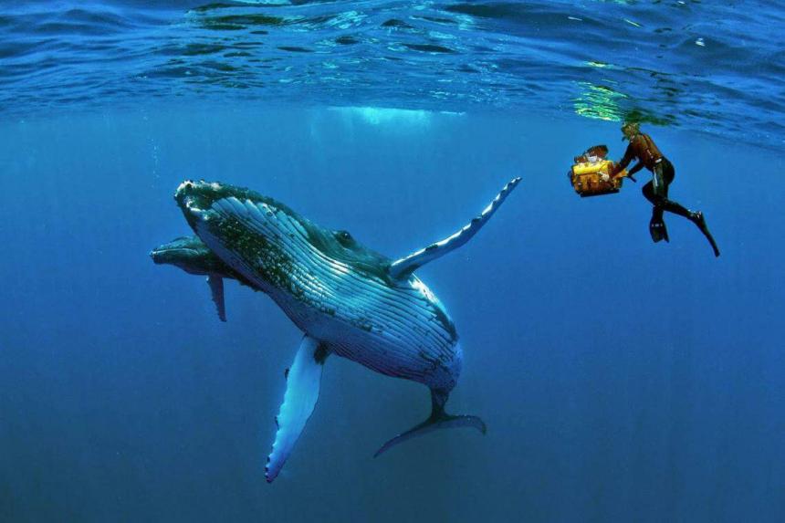Bucket List Tonga, kingdom of whales The Straits Times