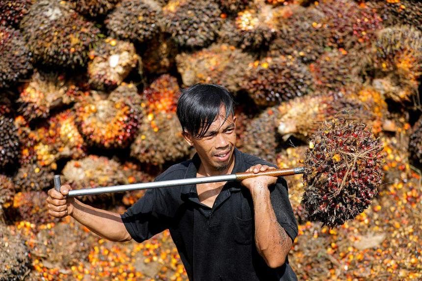 媒体报道称，印度尼西亚和马来西亚冻结与欧盟就棕榈油进行的贸易谈判