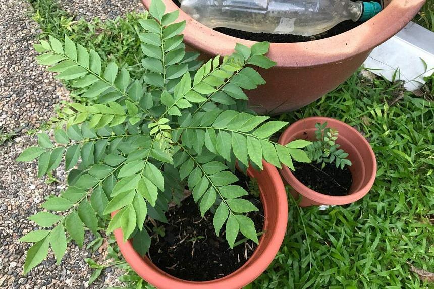 Root Awakening: Ficus’ browning leaves are a sign of fungal infection ...