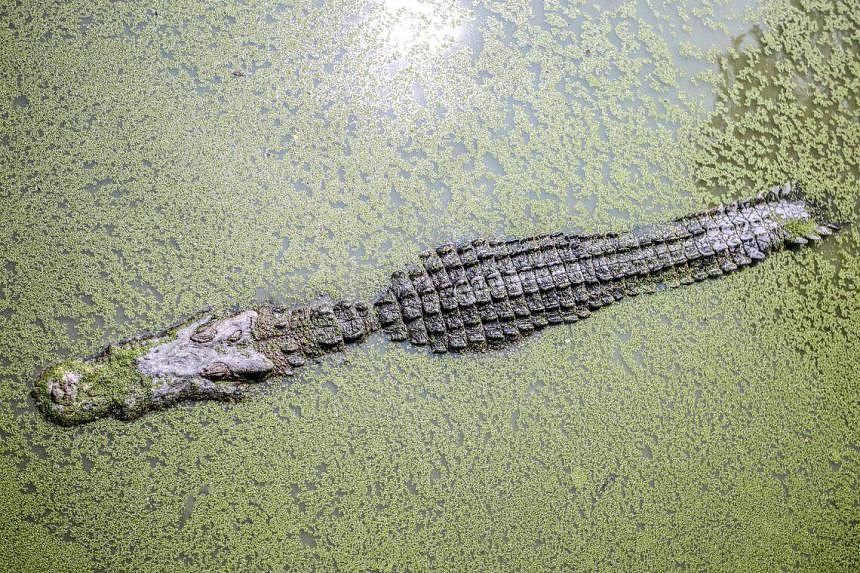 Scientists discover a virgin birth in a crocodile