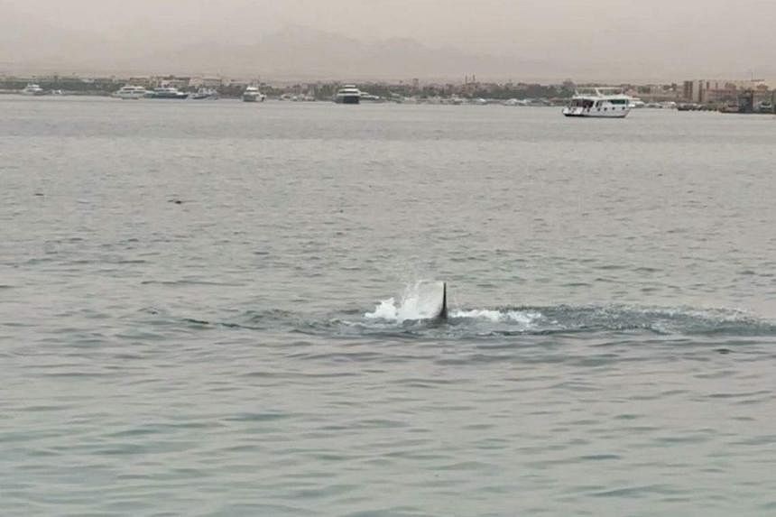 shark attack egypt - photo #28