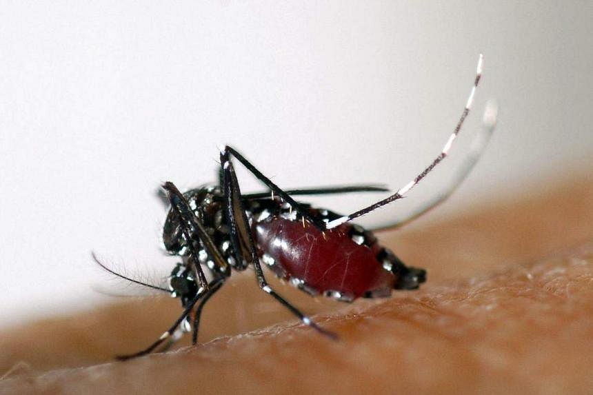 Thailand Issues Dengue Warning As Cases Soar To 3-year High, With ...