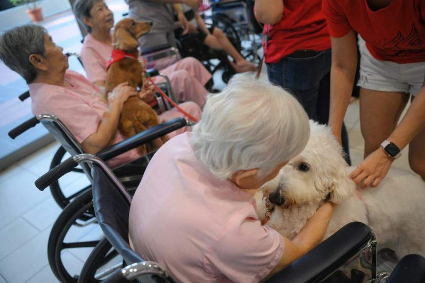 Dancing dogs bring cheer to nursing home residents The Straits Times