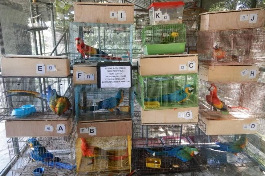 新加坡男子因试图将 11 只野鸟走私到马来西亚而被判入狱和罚款