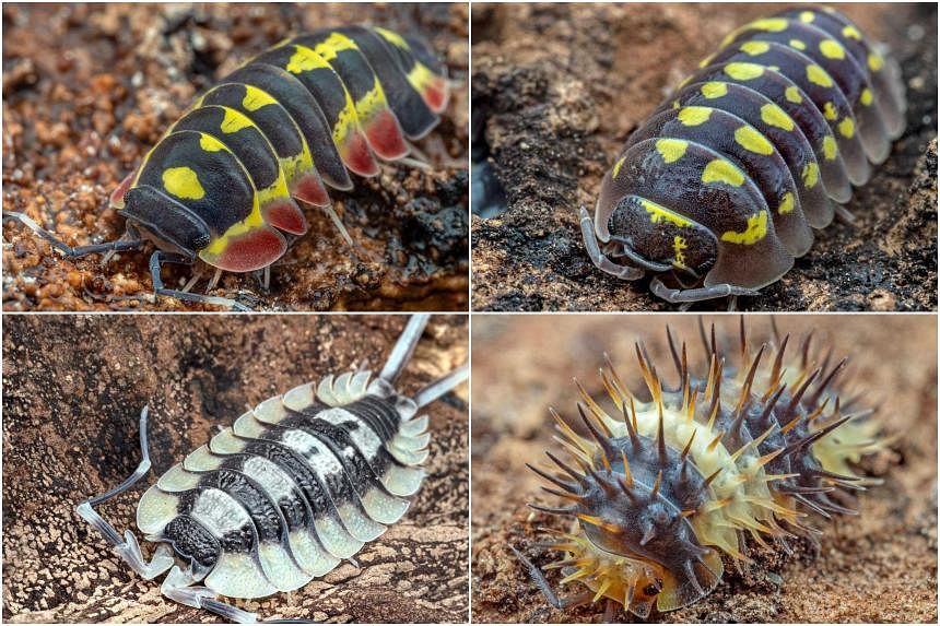 ‘They’re not insects!’: Isopods grow in popularity as pets in Singapore