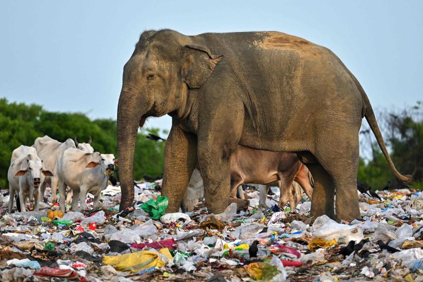 Jumbo problem Sri Lanka’s battle with plastic pollution The Straits
