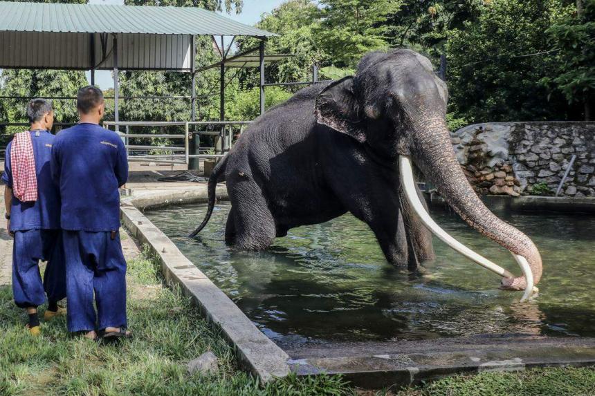 Muthu Raja Neglected elephant returns home to Thailand after flight | The Straits ...