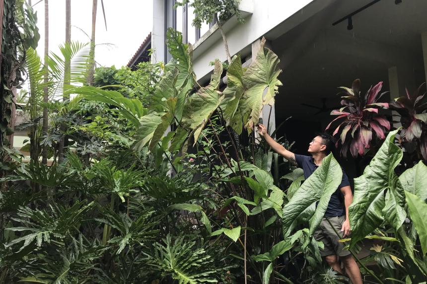 The rise and fall of rare plant prices and what to look out for next