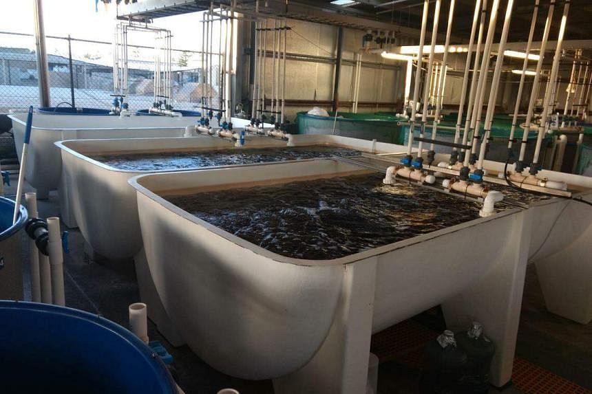 S’pore delegates learn from Australia’s fish farming scene to balance ...