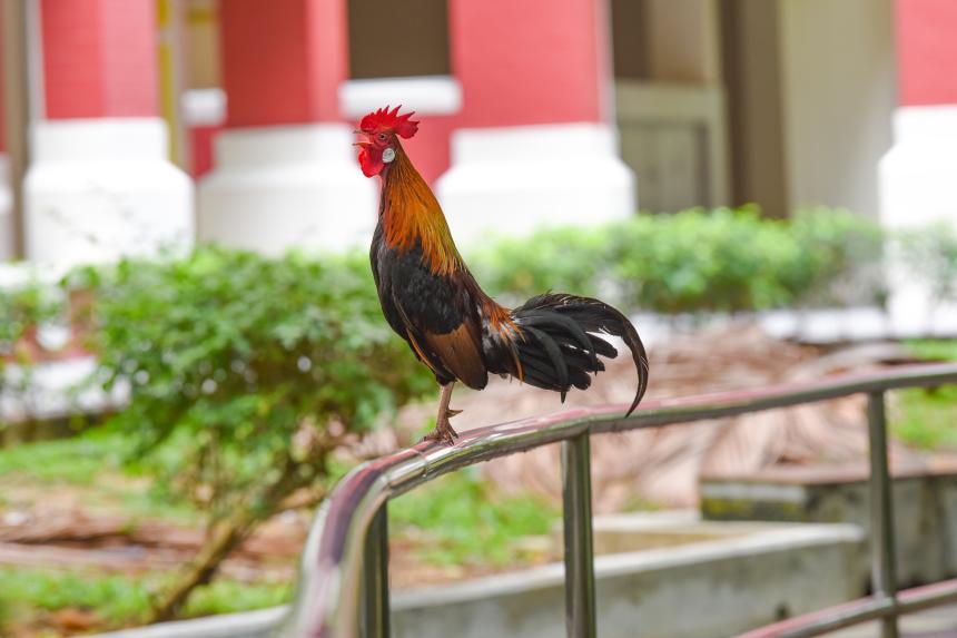 Clucking nuisance Complaints grow as wild chickens more common