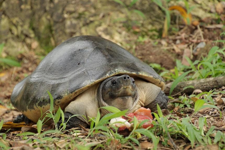 Acres 救出的极度濒危海龟已返回马来西亚