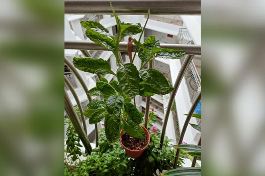 Root Awakening: Snakeweed produces small blue flowers | The Straits Times