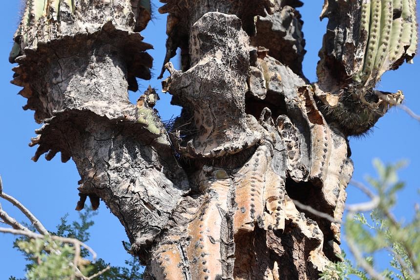 US’ iconic cacti collapsing in Arizona extreme heat | The Straits Times