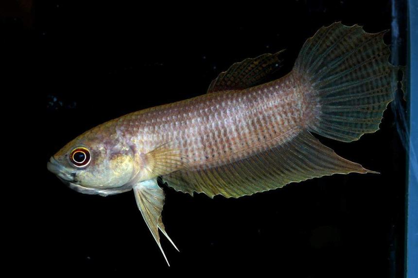 New framework calls for urgent conservation of freshwater fish in South ...