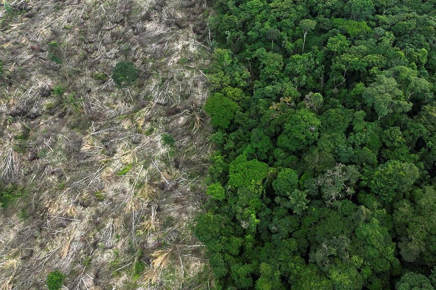 Worst-ever February rainforest data for Brazilian