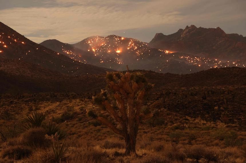 California’s biggest fire is burning a desert — and Joshua trees The