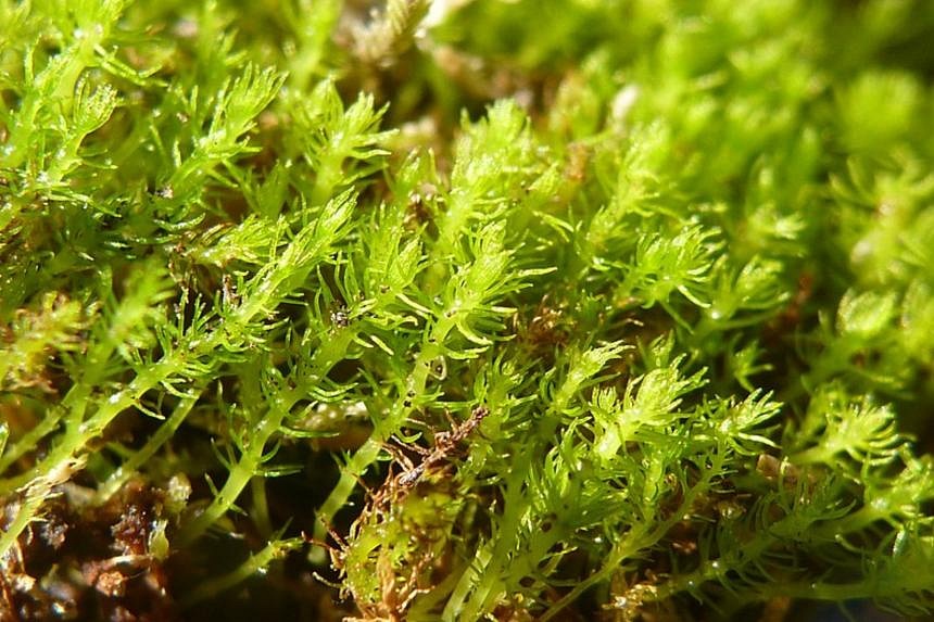 Moss that survived 165 million years could go extinct because of ...