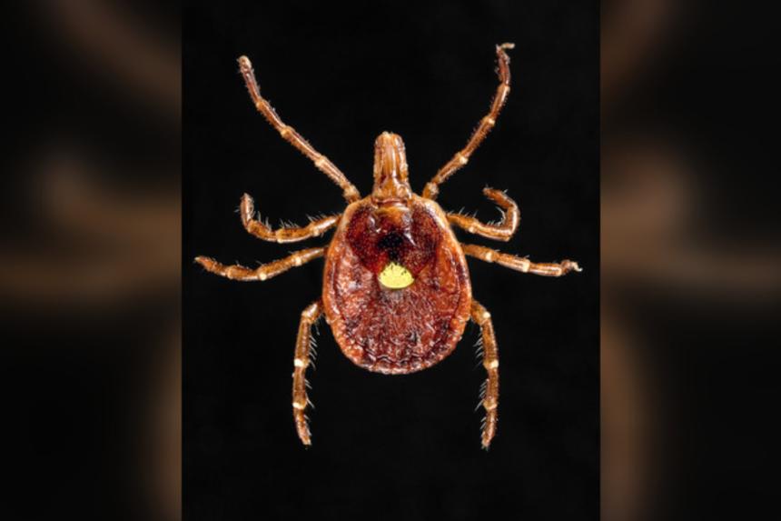 Man in Britain faces lifethreatening allergy to red meat after tick