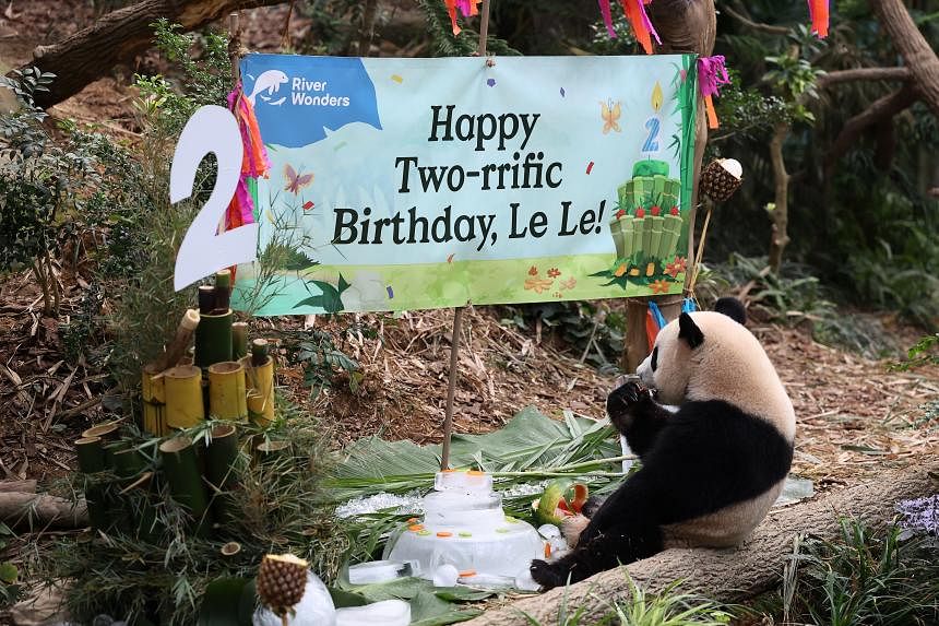 Fans turn up at River Wonders to celebrate S’pore-born panda Le Le’s ...