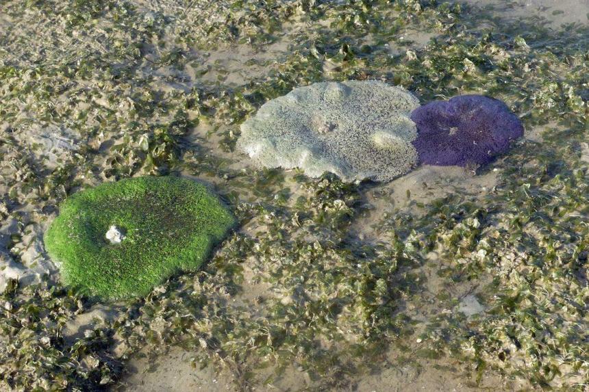 Carnivorous ‘sea flowers’ 5 amazing anemones found in Singapore The