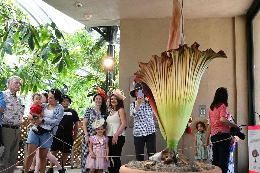 ‘Like An Urban Dumpster’: Rare Corpse Flower Stinks Out California ...