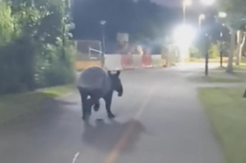 Rare tapir spotted at Punggol park connector; experts caution against ...