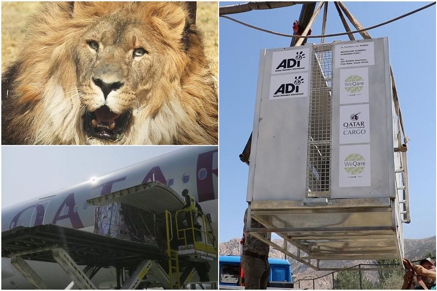 Ruben, 'world's loneliest lion,' back in natural habitat