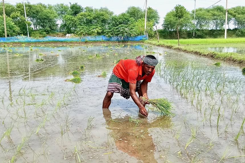 Bangladesh: Tale of heart-wrenching struggles - and resilience | The  Straits Times