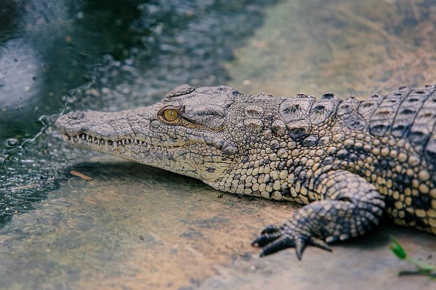 Dozens of escaped crocodiles lurking in floodwaters, Chinese city warns