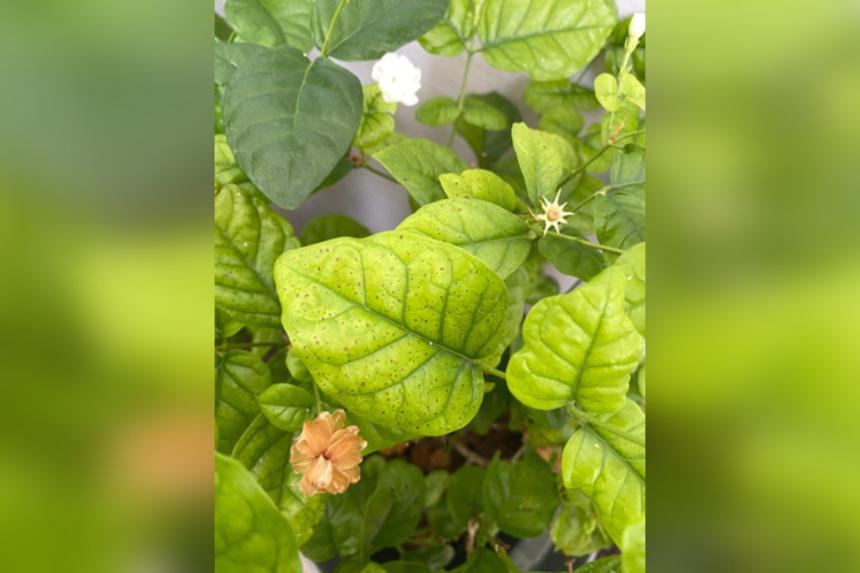Root Awakening Jasmine plant may have whitefly infestation The