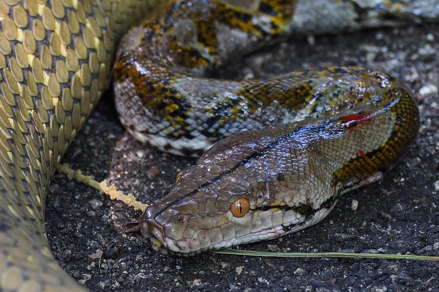 Slaty-grey snake  Aussie Pythons & Snakes Forum
