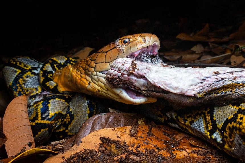 King cobra toils for at least 7 hours in Mandai to eat snake | The Straits  Times