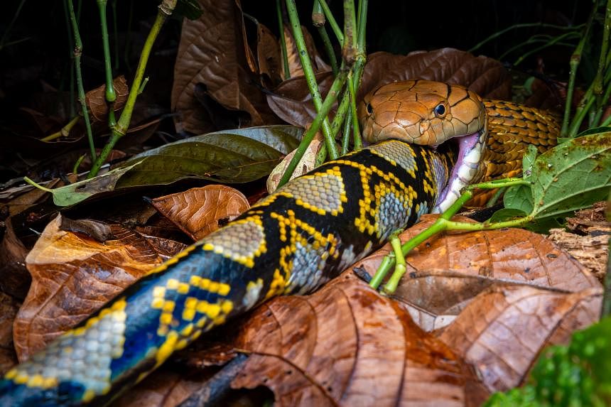 Cobra swallows entire snake in road 