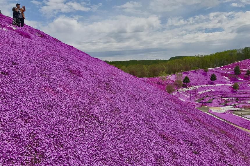 14+ Hokkaido Flower Fields