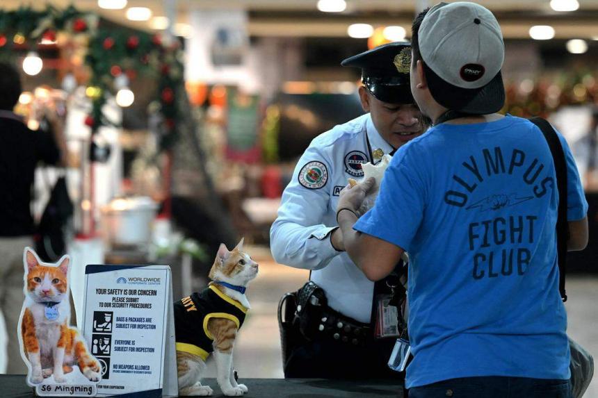 Paw patrol Philippine security guards adopt stray cats