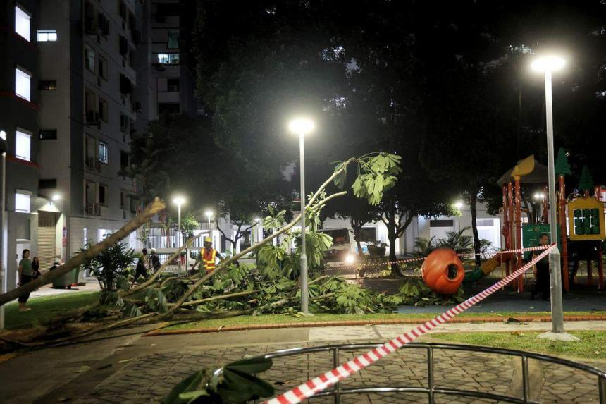 Termite-infested tree falls near families celebrating Mid-Autumn ...