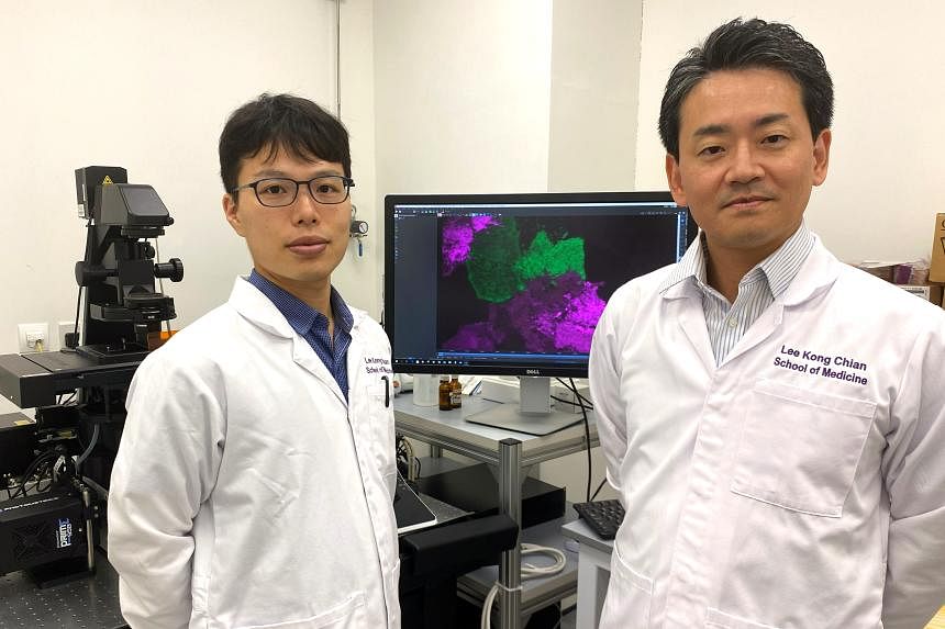NTU team uncovers how cells distribute cholesterol, with implications for dementia, heart disease