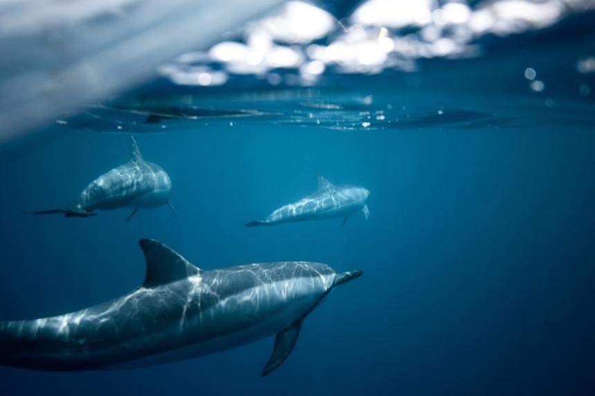 [Cooked!] Over 100 dolphins found dead in Amazon river as water nears ...