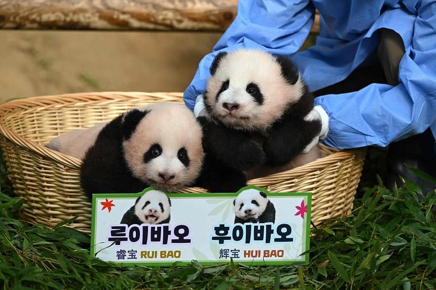 Ai Bao panda: South Korean zoo celebrates birth of first twin pandas