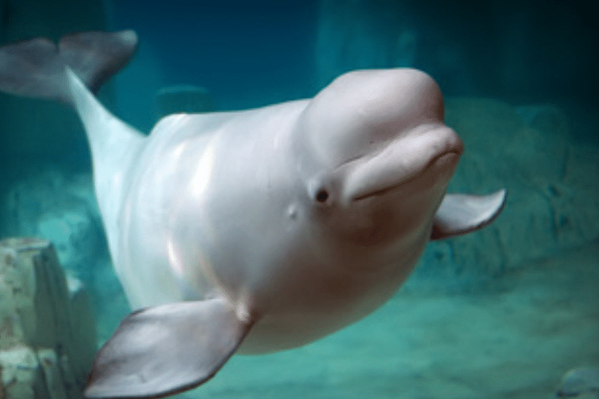 If Beluga owned TikTok in 2023