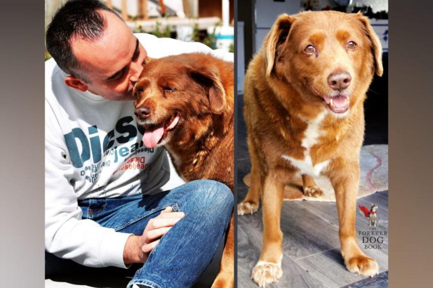 World’s oldest dog, Bobi, dies at age 31 The Straits Times