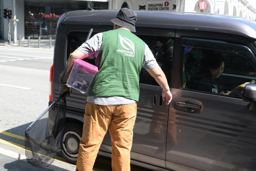 More nests, fledglings removed in Orchard Road after attacks by crows