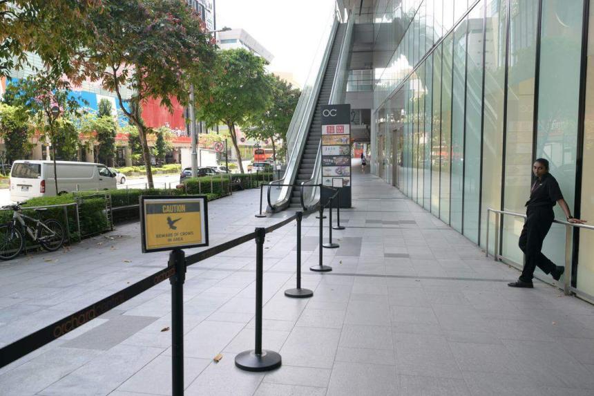 More nests, fledglings removed in Orchard Road after attacks by crows