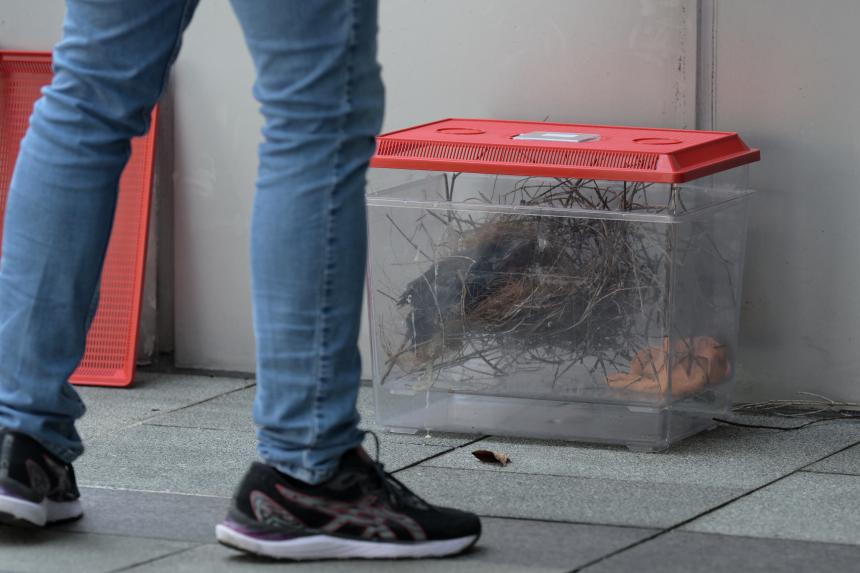 More nests, fledglings removed in Orchard Road after attacks by crows