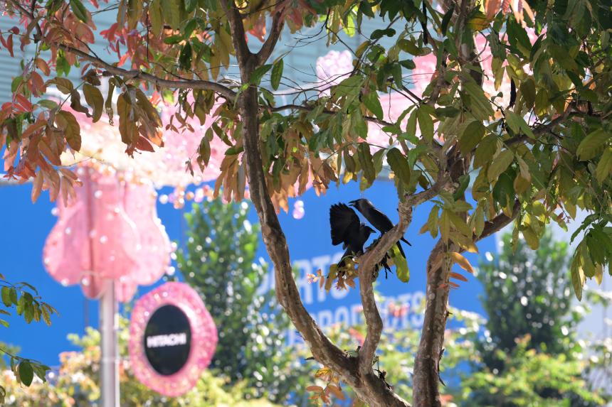 More nests, fledglings removed in Orchard Road after attacks by crows